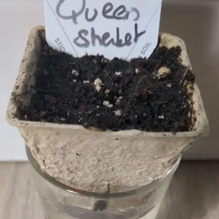 Sherbet Queen Auto - RQS