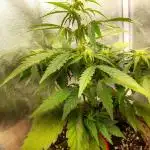 Auto Big Bang | Divineseeds |