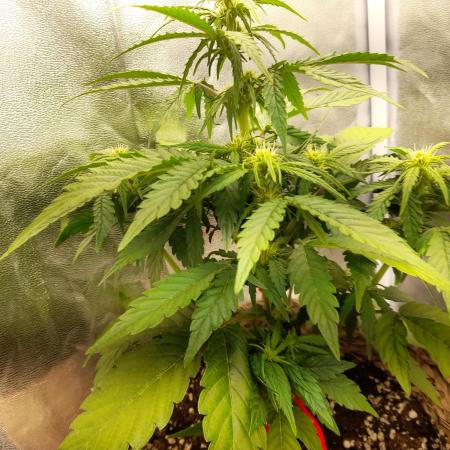 Auto Big Bang | Divineseeds |