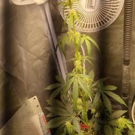 Sherbet Queen Auto - RQS