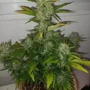 Auto Big Bang | Divineseeds |