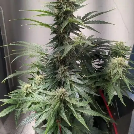 Critical Jack Auto - SilentSeeds