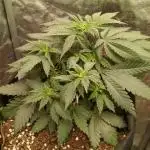 Sundae Driver | RQS |