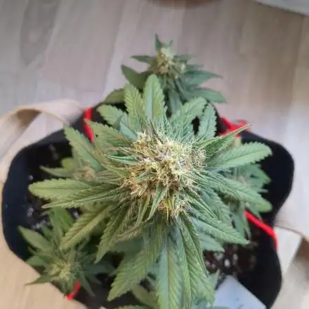 Auto Super Skunk (OSS)