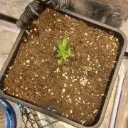 Auto Northern Lights