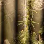 Sherbet Queen Auto - RQS