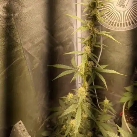 Sherbet Queen Auto - RQS