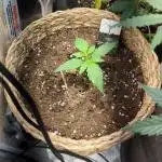 Auto Big Bang | Divineseeds |