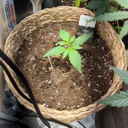 Auto Big Bang | Divineseeds |