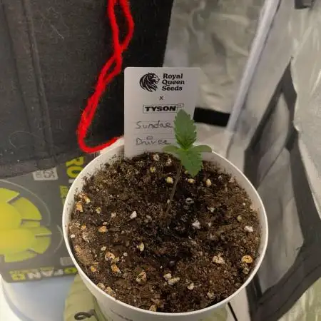 Sundae Driver | RQS |