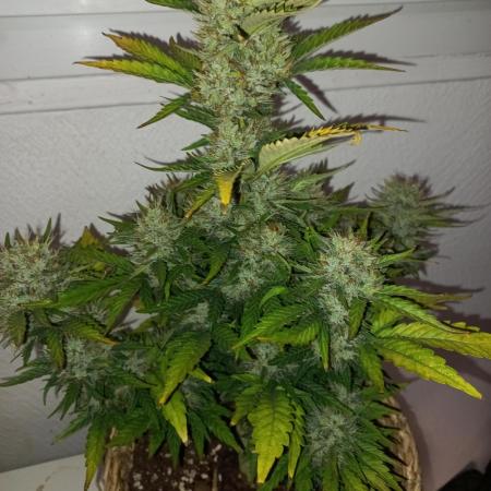 Auto Big Bang | Divineseeds |