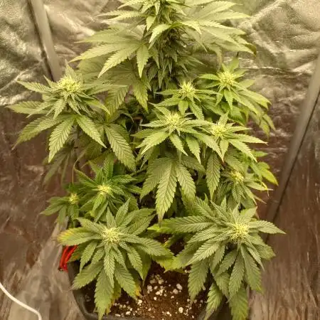 Sundae Driver | RQS |