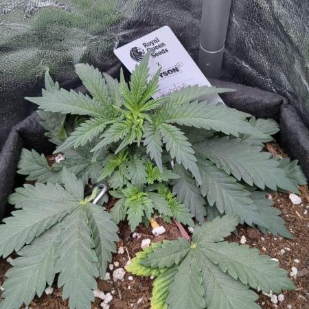 Sundae Driver | RQS |