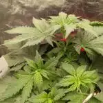Sundae Driver | RQS |