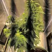 Auto Northern Lights