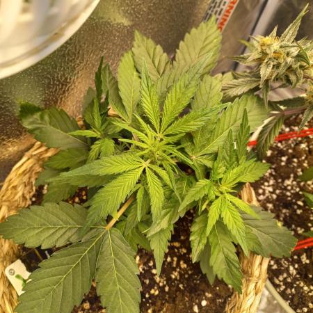 Auto Big Bang | Divineseeds |