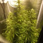 Auto Northern Lights