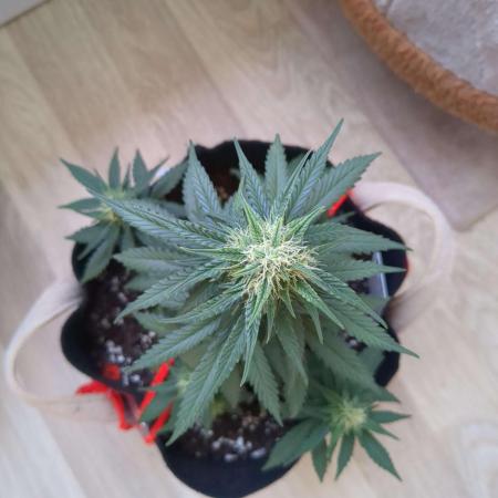 Auto Super Skunk (OSS)