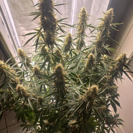 Auto Northern Lights