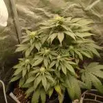 Sundae Driver | RQS |
