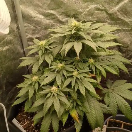 Sundae Driver | RQS |