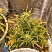 Apple Strudel Auto - 42FastBuds