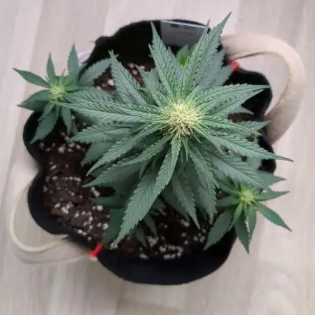 Auto Super Skunk (OSS)