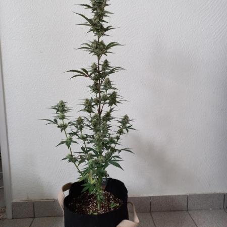 Sherbet Queen Auto - RQS