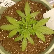 Apple Strudel Auto - 42FastBuds