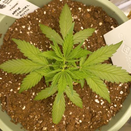 Apple Strudel Auto - 42FastBuds