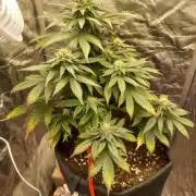 Sundae Driver | RQS |