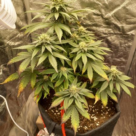 Sundae Driver | RQS |