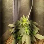 Critical Jack Auto - SilentSeeds