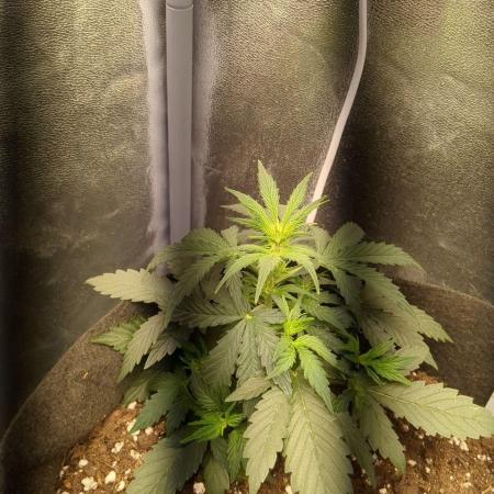 Critical Jack Auto - SilentSeeds