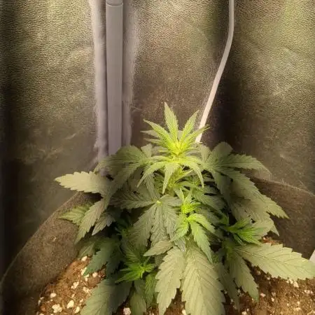 Critical Jack Auto - SilentSeeds