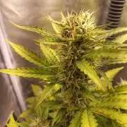 Auto Big Bang | Divineseeds |
