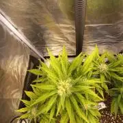 Auto Big Bang | Divineseeds |