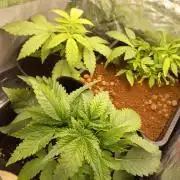 Empress (coco-kaya vs coco)