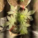 Sherbet Queen Auto - RQS