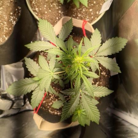 Sherbet Queen Auto - RQS