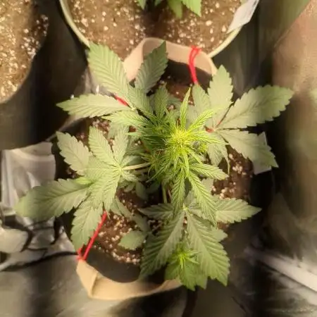 Sherbet Queen Auto - RQS