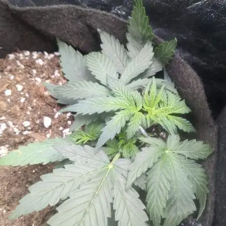 Critical Jack Auto - SilentSeeds