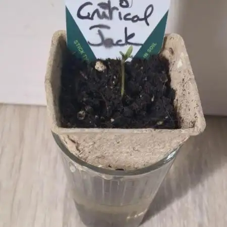 Critical Jack Auto - SilentSeeds