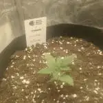 Sundae Driver | RQS |