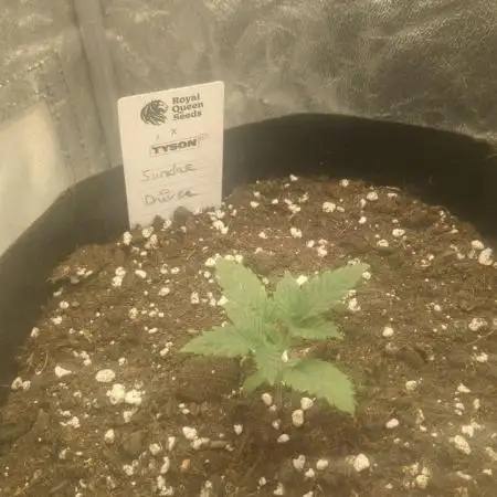 Sundae Driver | RQS |