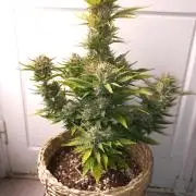 Auto Big Bang | Divineseeds |