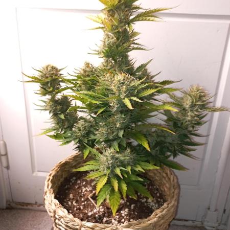 Auto Big Bang | Divineseeds |