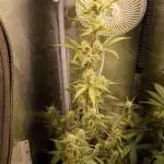 Sherbet Queen Auto - RQS