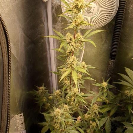 Sherbet Queen Auto - RQS