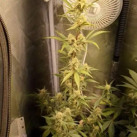 Sherbet Queen Auto - RQS